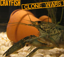 Crayfish Clone Wars